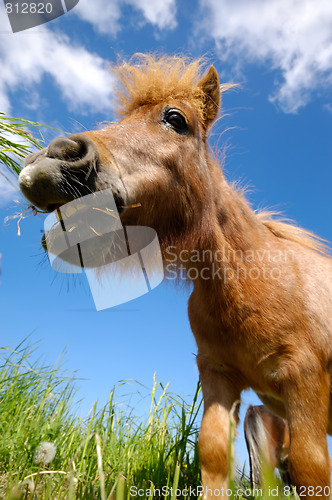 Image of Young horse is eating grass