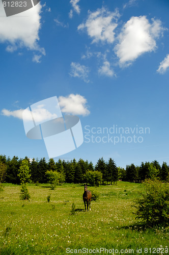 Image of Horse on medaow