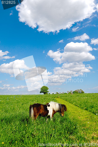 Image of Horse in nature