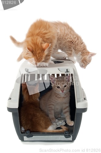 Image of Sweet cat kittens in transport box