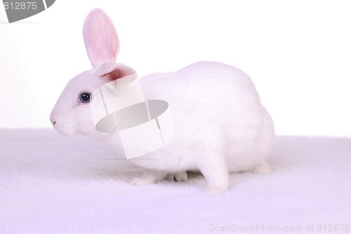Image of White Bunny