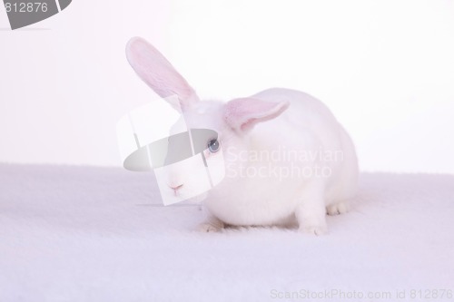 Image of Soft Bunny