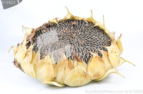 Image of sunflower