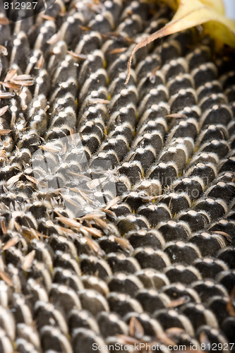 Image of sunflower