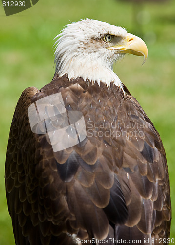 Image of american bald eagle