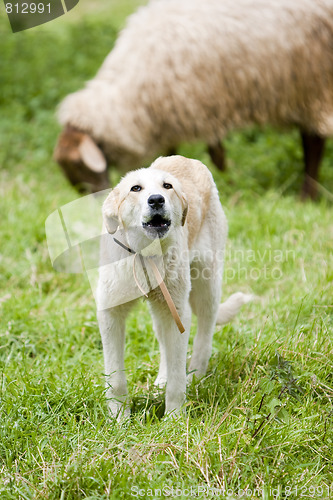 Image of sheep sheperd