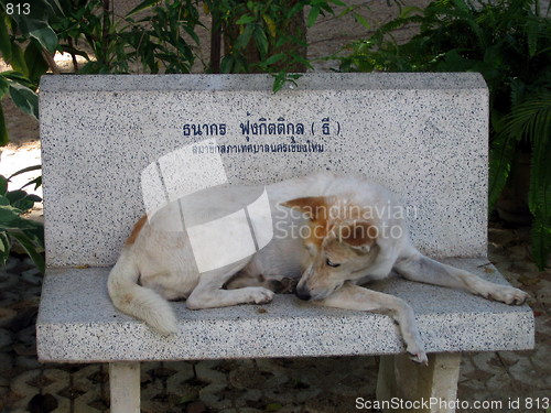 Image of Taking a nap. Chiang Mai. Thailand