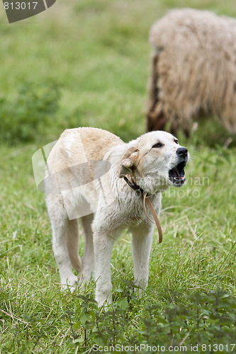 Image of sheep sheperd