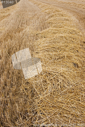 Image of rural wheat