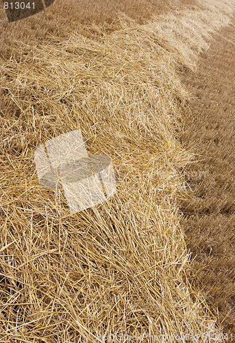 Image of rural wheat