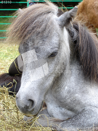 Image of shetland pony