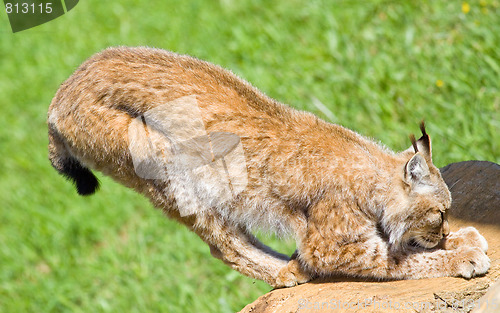 Image of iberian lynx