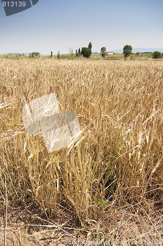 Image of rural wheat