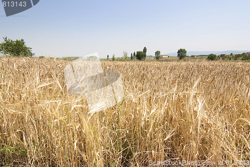 Image of rural wheat