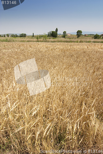 Image of rural wheat