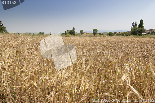 Image of rural wheat