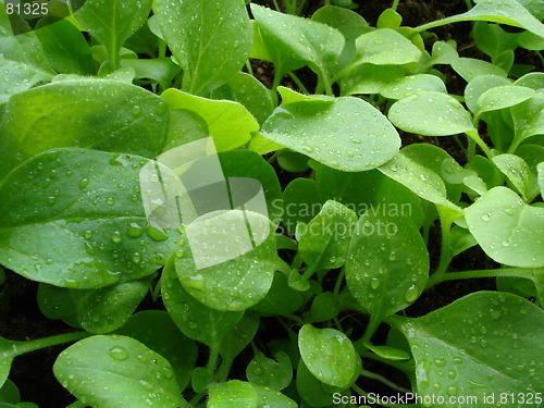 Image of leaves
