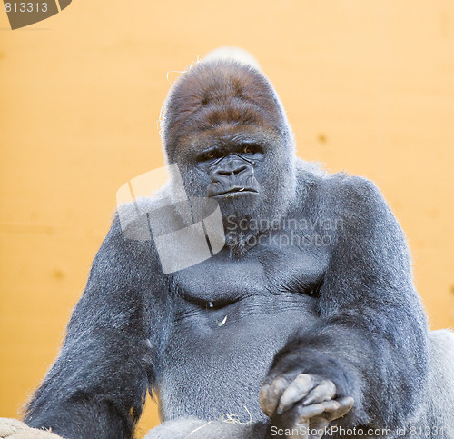 Image of adult gorilla