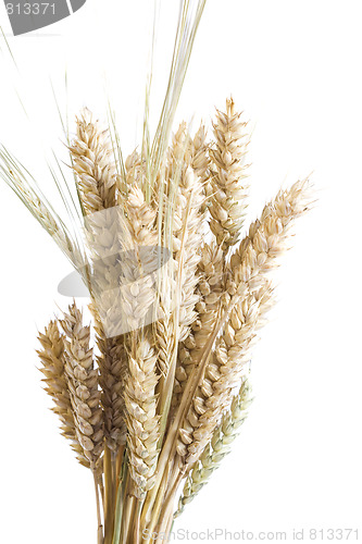 Image of wheat