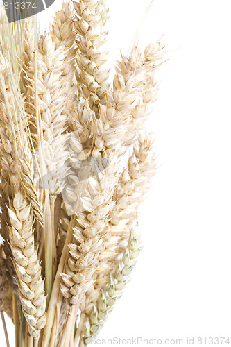 Image of wheat