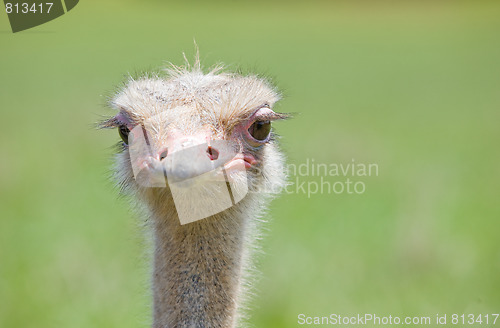 Image of ostrich wildlife