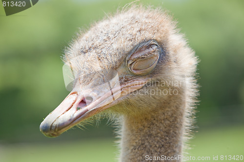 Image of ostrich wildlife