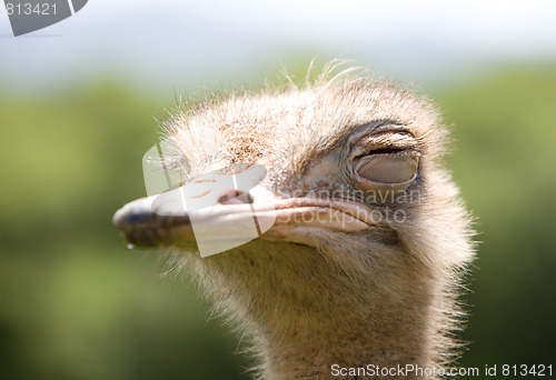 Image of ostrich wildlife