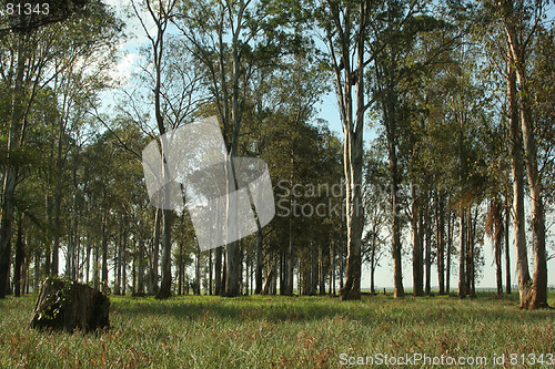 Image of Forest