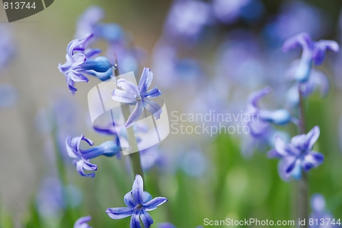 Image of Flowers