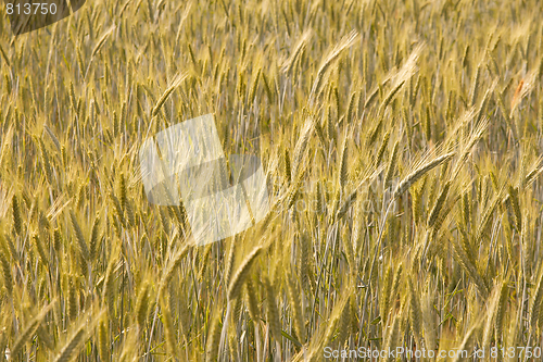 Image of Wheat
