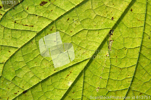 Image of Leaf