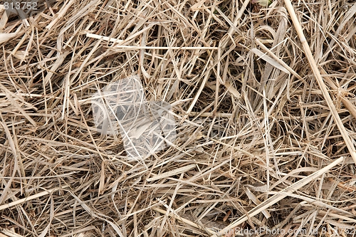 Image of Hay