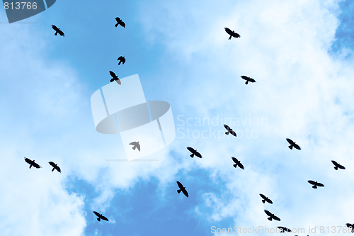 Image of Birds