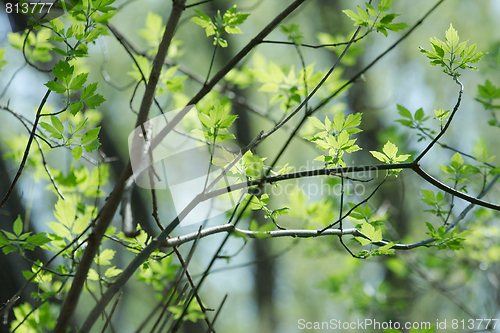 Image of Leaves