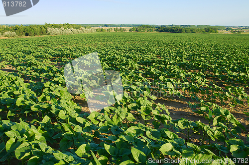 Image of Agriculture