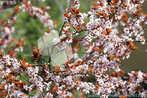 Image of Spring tree