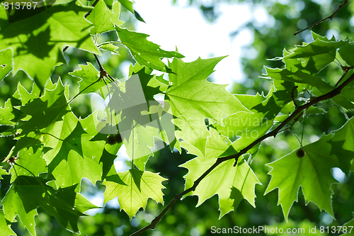 Image of Leaves