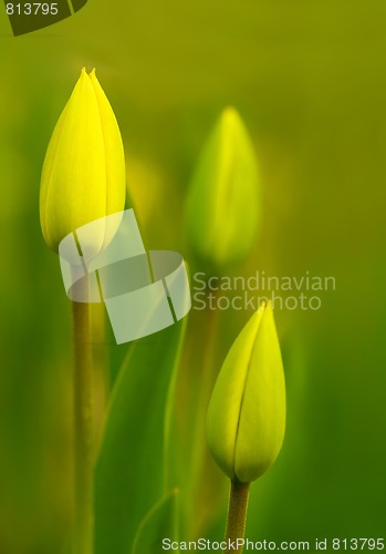 Image of Tulips