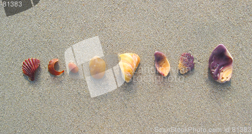 Image of Rainbow Shells