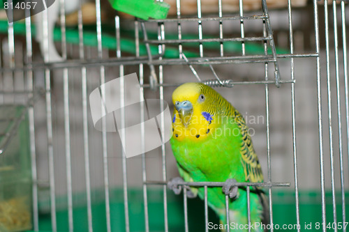 Image of green parrot