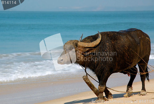 Image of Indian Buffalo on the Beach