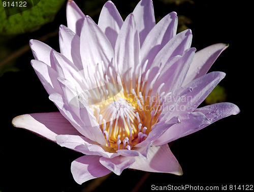 Image of Pink Lily