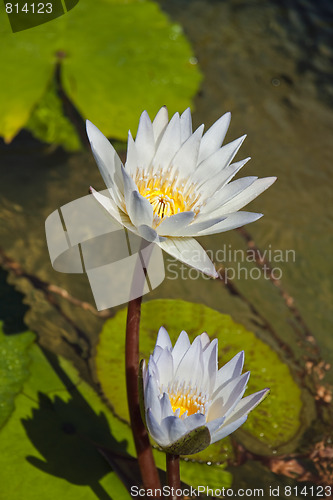 Image of White Lily's