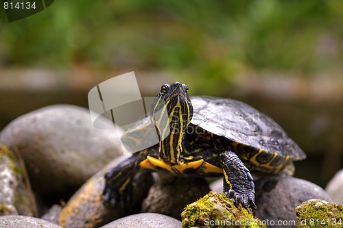 Image of Eastern painted turtle