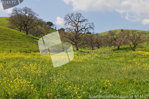 Image of Green hills