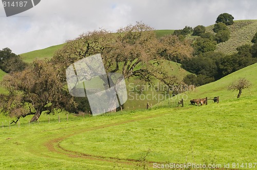 Image of Grassy hill