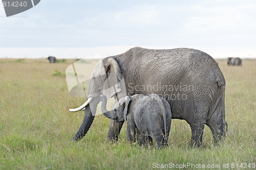 Image of African elephants