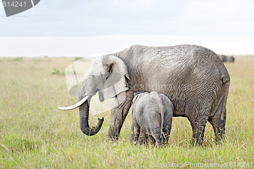 Image of African Elephant nursing her calf