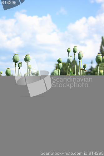 Image of poppy field