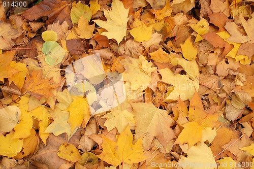 Image of autumn background